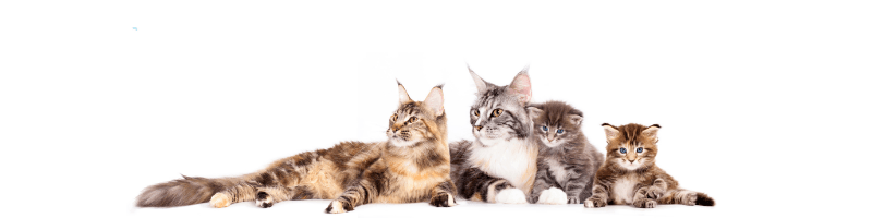 Katzengruppe - h2o silent subliminal für katzen